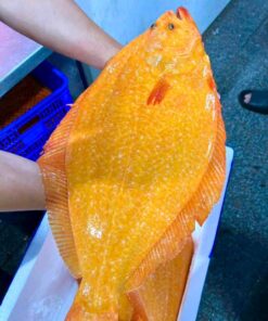 Cá bơn vàng Hàn Quốc 1.7kg sống - nuôi