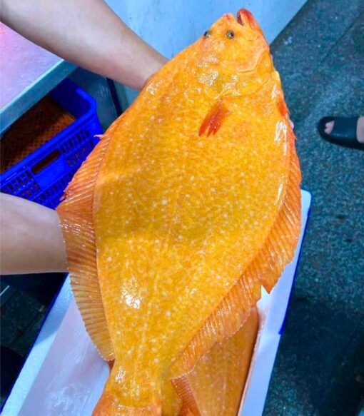 Cá bơn vàng Hàn Quốc 1.7kg sống - nuôi