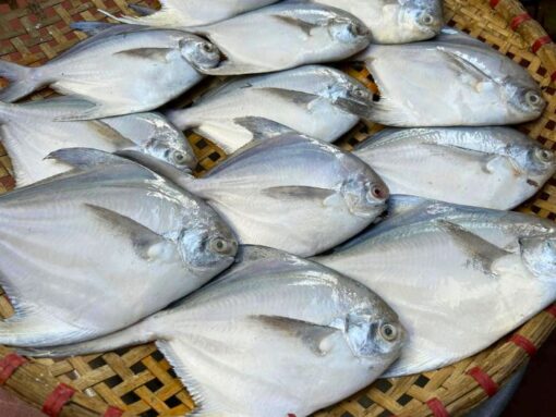 Cá chim biển 1kg sống - thiên nhiên