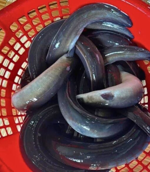 Cá chình suối 1.7kg sống - thiên nhiên