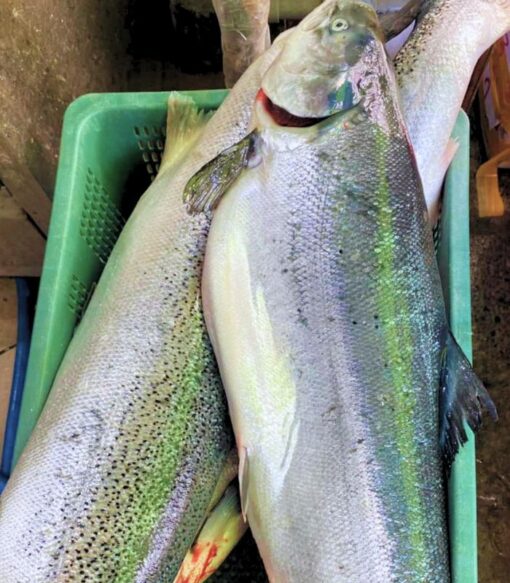 Cá hồi Nauy 5kg đông lạnh - nuôi