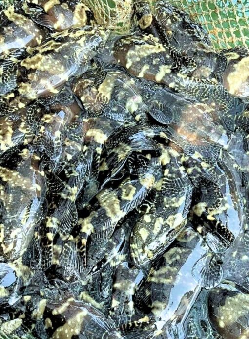 Cá mú trân châu 1.5kg sống - thiên nhiên