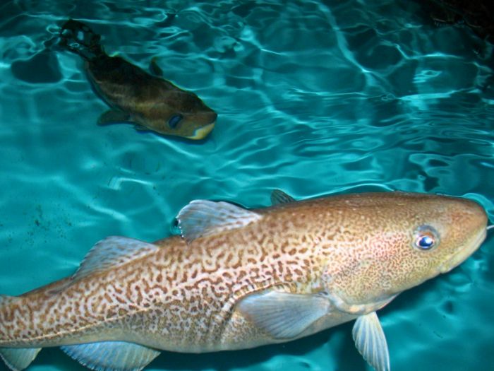 cá tuyết Thái Bình Dương