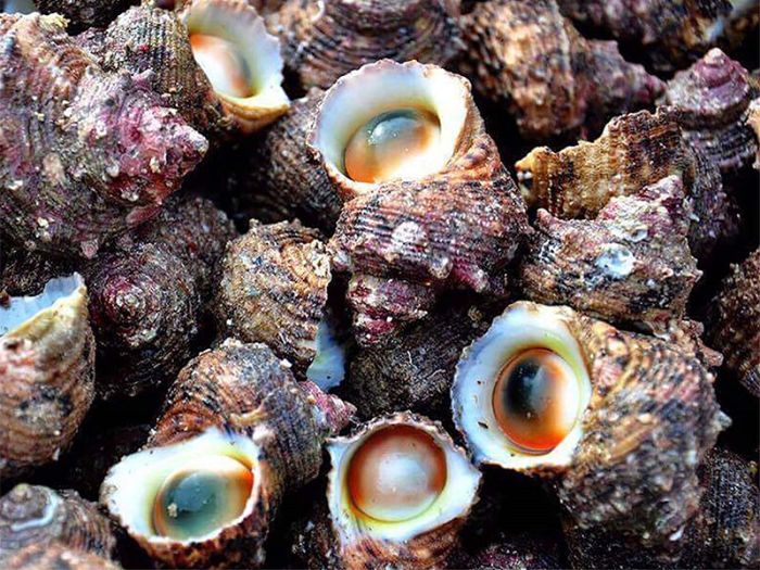 các loại ốc bà bầu không nên ăn - ốc mặt trăng