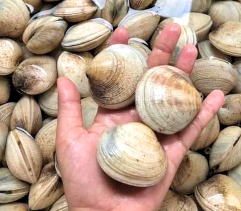 cách chọn sò tộ tươi sống