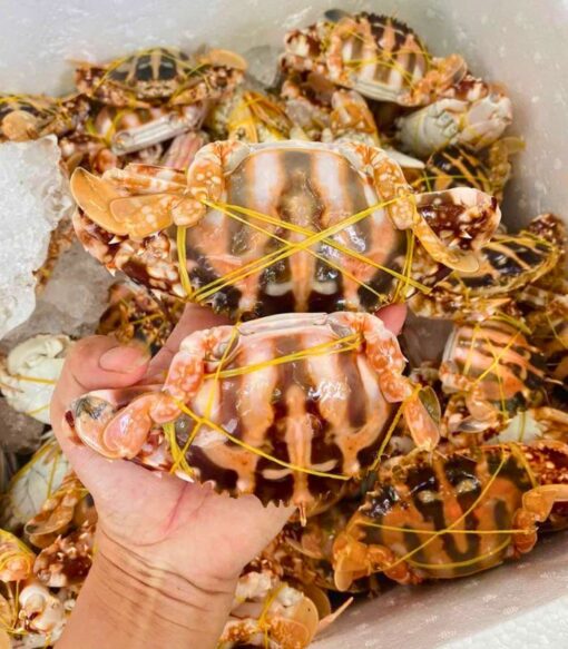 Ghẹ đỏ 1kg sống - thiên nhiên
