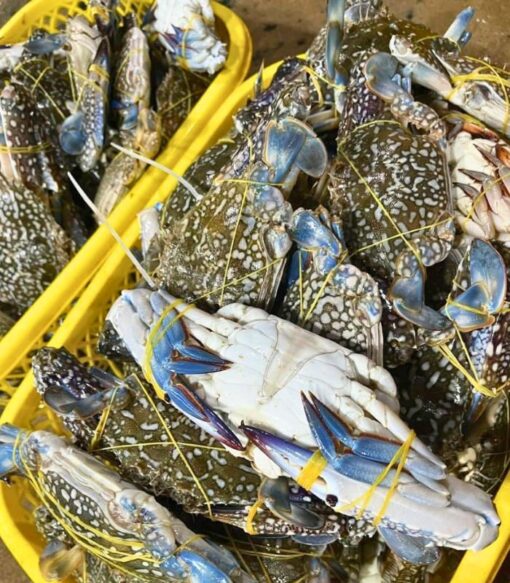 Ghẹ xanh 1kg sống - thiên nhiên
