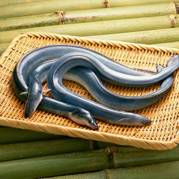 giá trị dinh dưỡng của cá chình suối