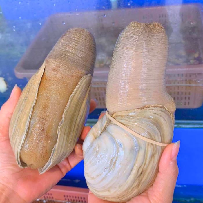 giá trị dinh dưỡng của tu hài