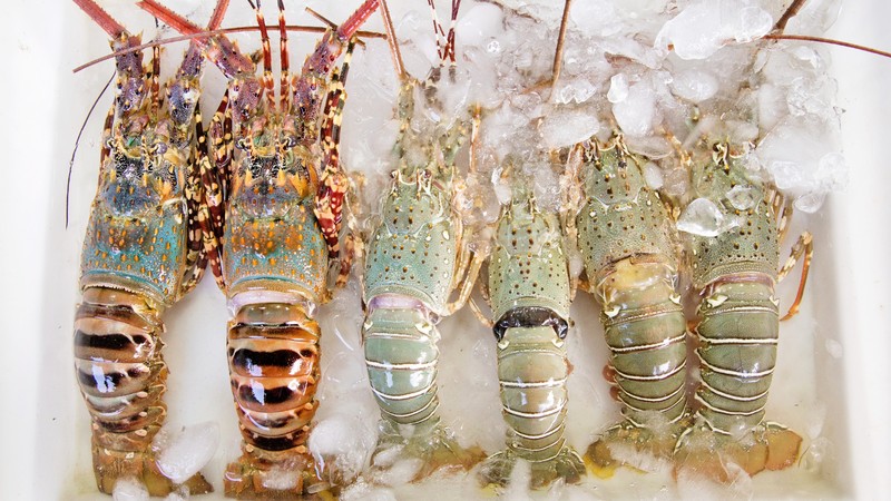 Hải sản phổ biến - tôm biểm tươi ngon giàu dinh dưỡng