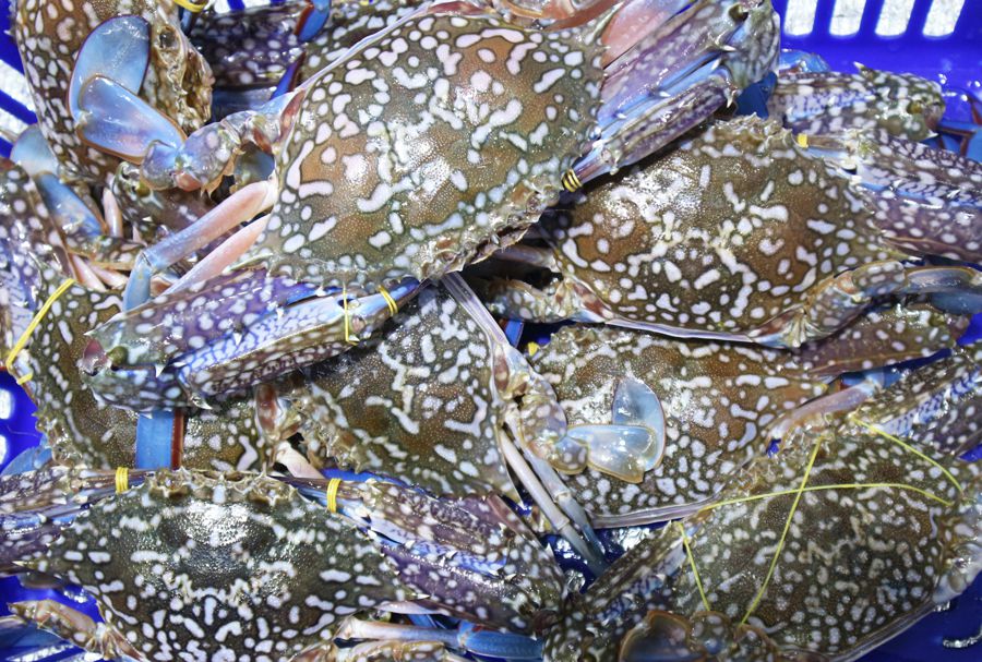 ghẹ biển tươi sống, ngọt thịt