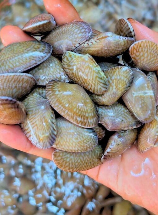 Ngao hoa 1kg sống - thiên nhiên