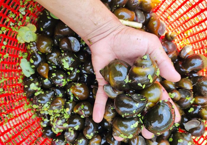 những lưu ý các loại ốc bà bầu không nên ăn