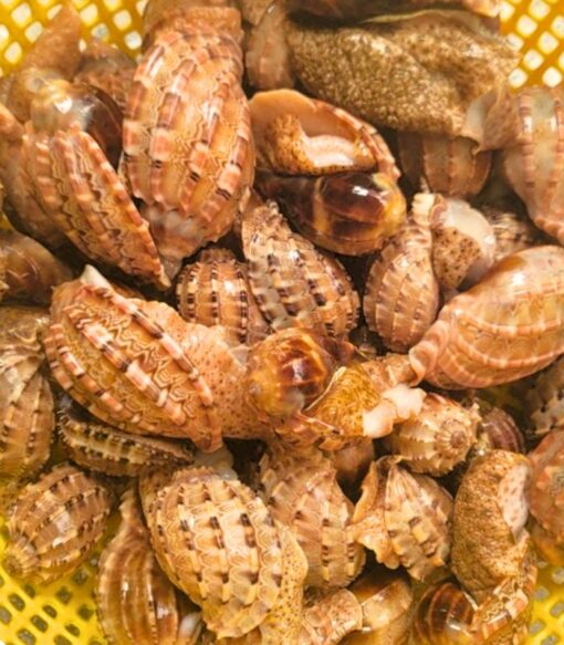 Ốc khế 1kg sống - thiên nhiên