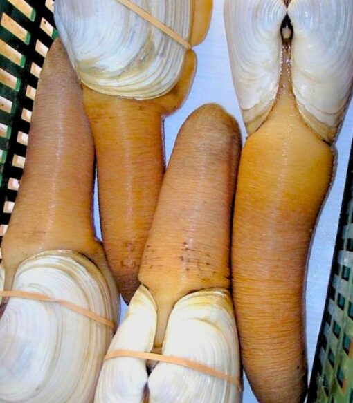 Ốc vòi voi 1kg sống - thiên nhiên