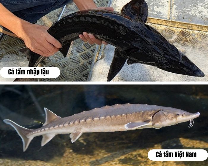 phân biệt cá tầm làm cá tầm nướng riềng mẻ