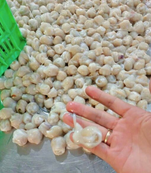 Răng mực 1kg đông lạnh - nuôi