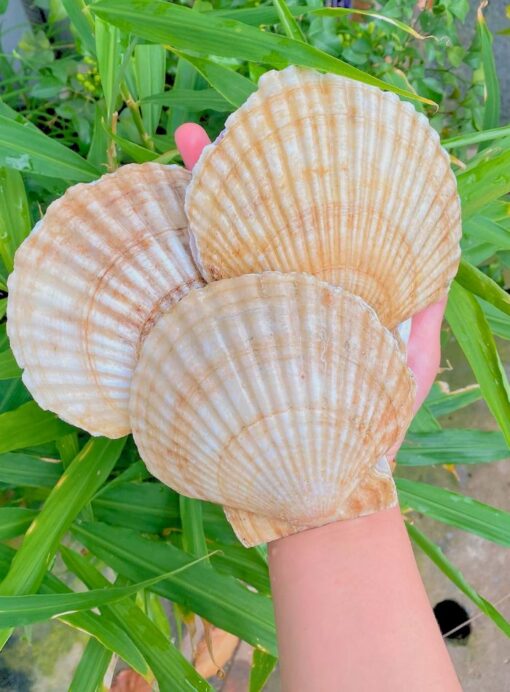 Sò điệp Nhật 1kg sống - thiên nhiên