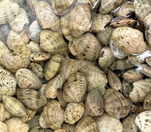 Sò mía 1kg sống - thiên nhiên