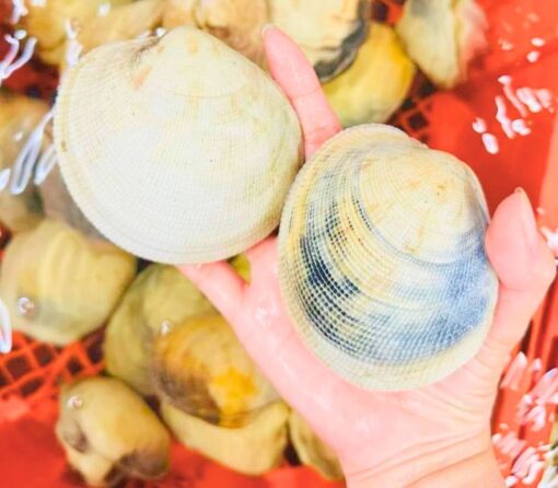 Sò tộ 1kg sống - thiên nhiên