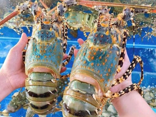 Tôm hùm bông 1kg sống - nuôi