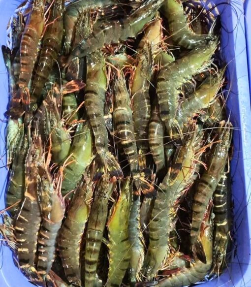 Tôm sú biển 1kg sống - thiên nhiên