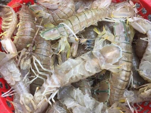 Tôm tít 1kg sống - thiên nhiên