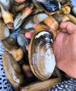 Tu hài 1kg sống - thiên nhiên