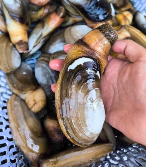 Tu hài 1kg sống - thiên nhiên